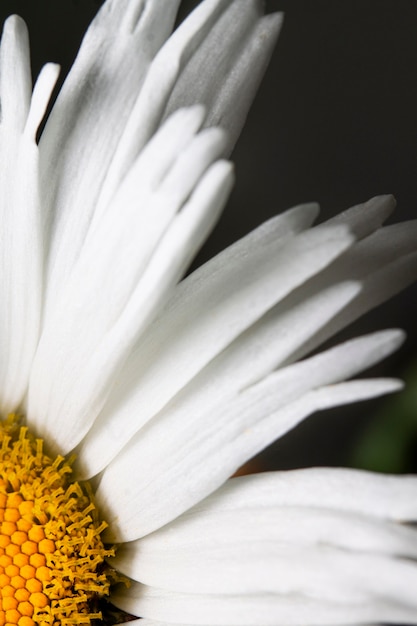 Petali della margherita del primo piano