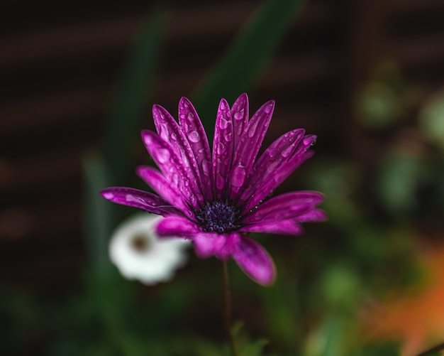 Petali di fiori viola con gocce di pioggia