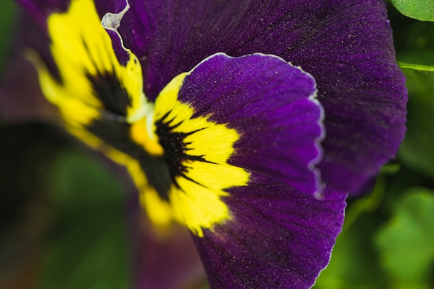 Petali di incredibile fiore fresco viola