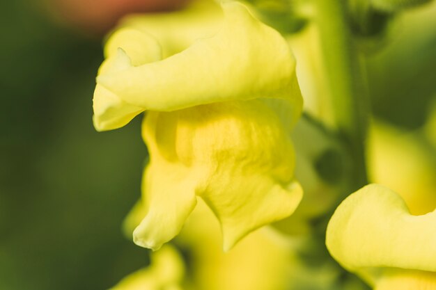 Petali di meraviglioso fiore giallo