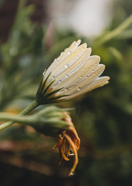 Petali di mutanda bianchi e gialli con gocce d'acqua