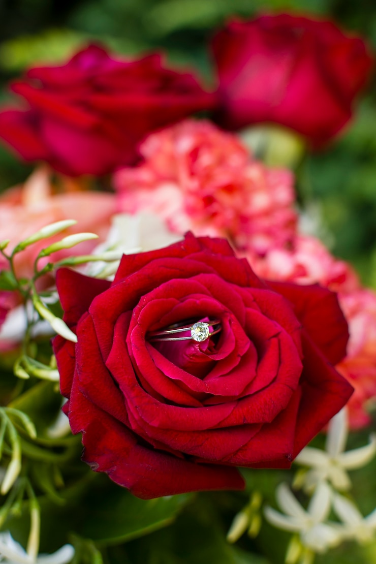 Foto gratuito petali di rosa rossa del primo piano all'aperto