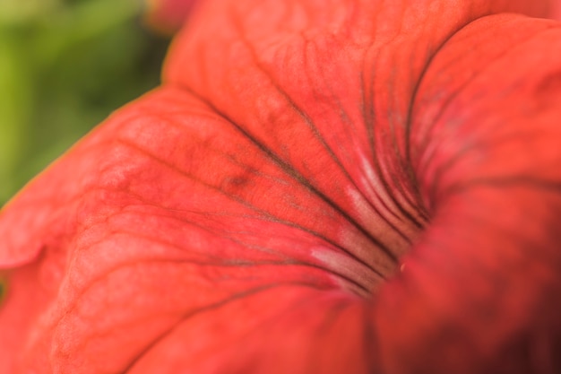 Petali di sorprendente fiore rosso fresco