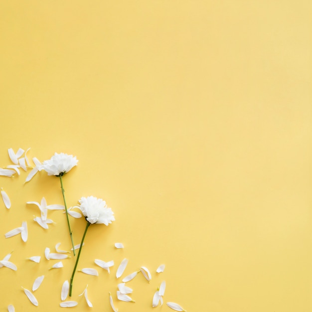 Petali e fiori bianchi