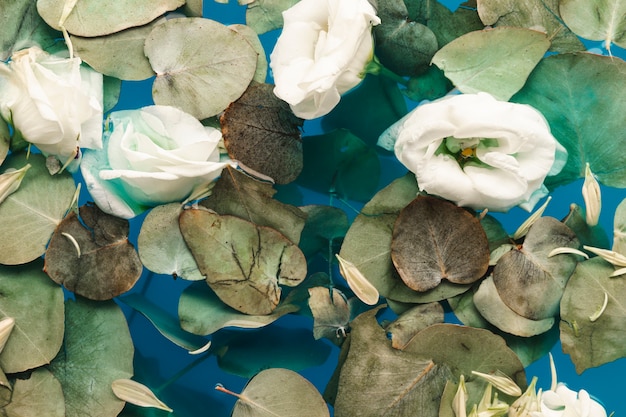 Petali e foglie di vista superiore in acqua blu
