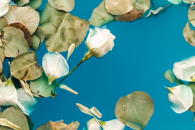 Petali piatti e foglie in acqua