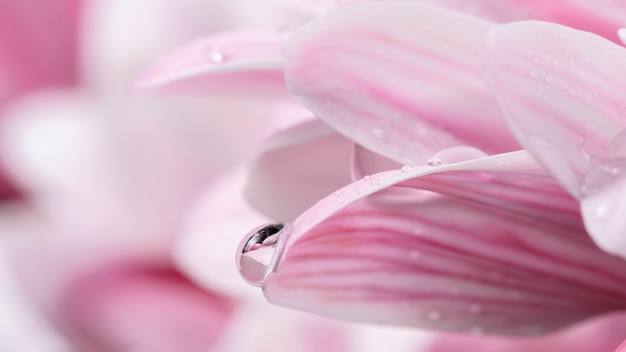 Petali rosa e bianchi bagnati del primo piano