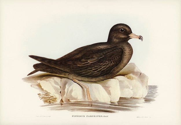 Petrel (Puffinus carneipes) di Fleshy illustrato da Elizabeth Gould
