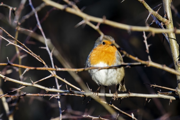 Pettirosso europeo seduto tra i rami sottili di un albero