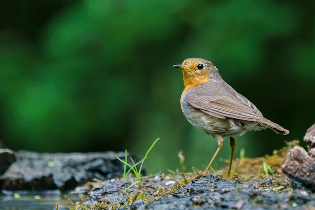 Pettirosso rosso sulla natura