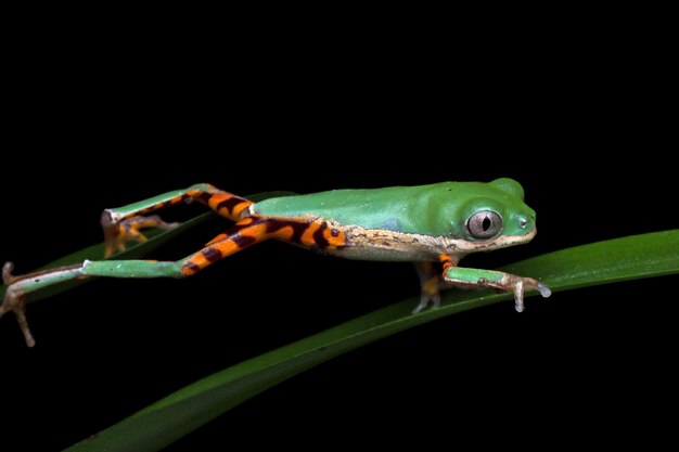 Phyllomedusa hypochondrialis che si arrampica su foglie verdi Rana a foglia arancione settentrionale o rana scimmia a zampa di tigre primo piano