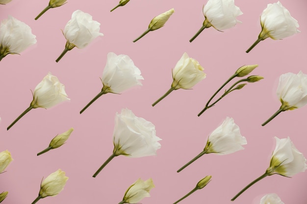 Piana piatta di rose primaverili