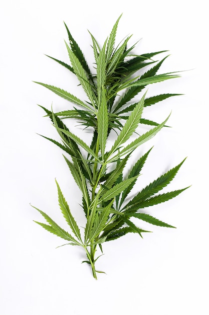 Pianta a foglia di cannabis