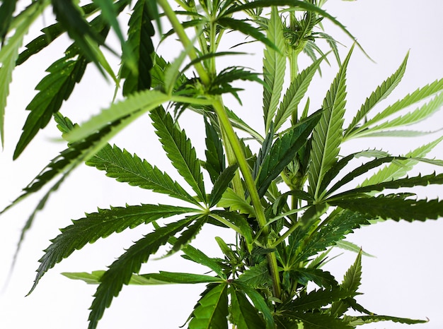 Pianta a foglia di cannabis