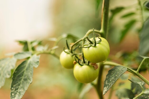 Pianta biologica con pomodori acerbi