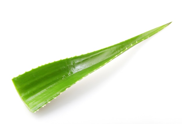 Pianta dell'aloe vera isolata su fondo bianco