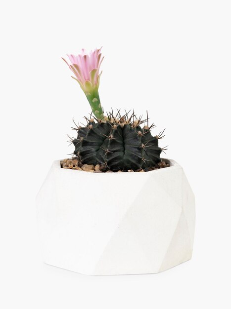 Pianta di cactus Echinopsis con fiore rosa