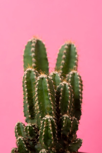 Pianta di cactus in studio ancora in vita