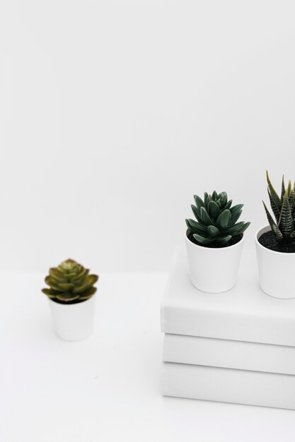 Pianta di cactus in vaso diverso con impilati di libri contro sfondo bianco