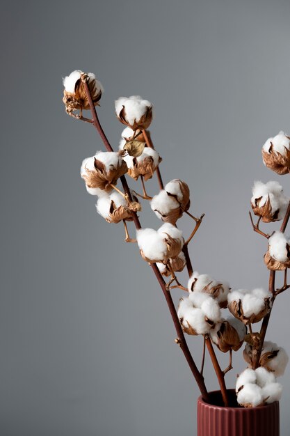 Pianta di cotone soffice in vaso utilizzata nella decorazione d'interni