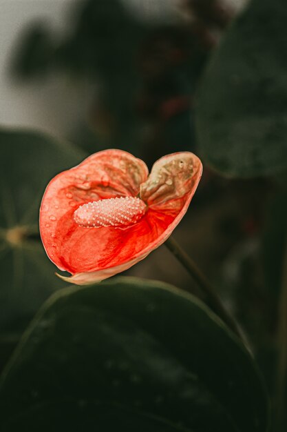 Pianta di fiore rosso Anthurium