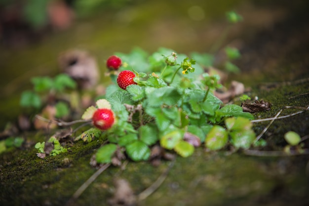 Pianta di fragola selvatica con foglie verdi e frutta rossa