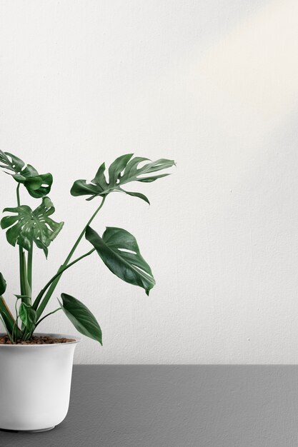 Pianta di Monstera deliciosa in un vaso da un muro bianco