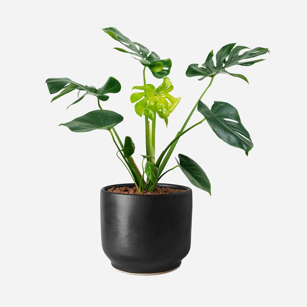 Pianta di monstera in vaso nero