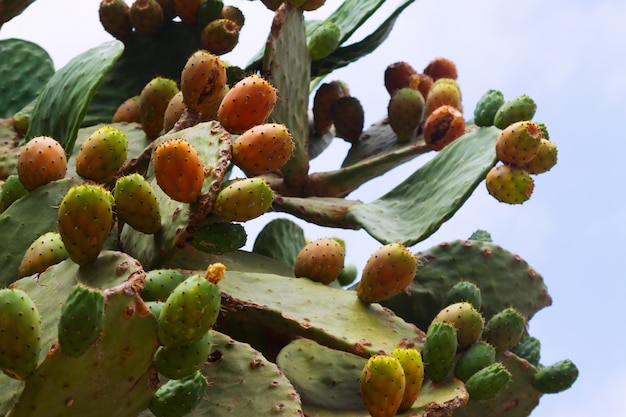 pianta di opuntia ficus-indica (fico d&#39;India)