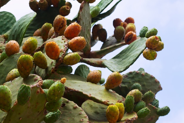 pianta di opuntia ficus-indica (fico d'India)