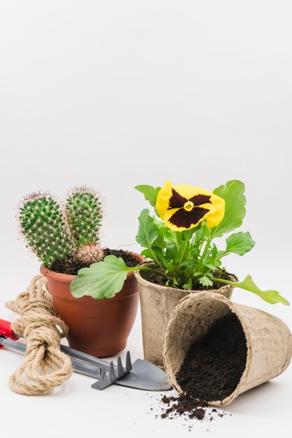 Pianta di vaso di torba di cactus e viola del pensiero con attrezzi da giardinaggio; terreno e corda contro il fondale bianco