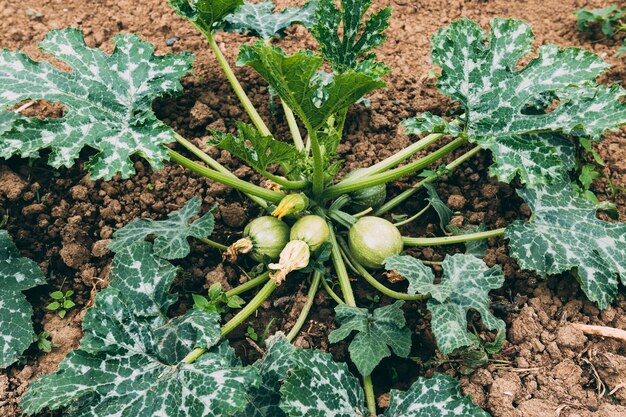 Pianta di zucca in giardino