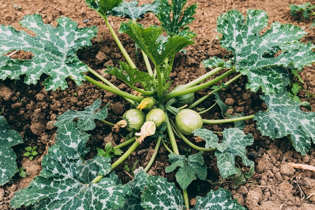 Pianta di zucca in giardino