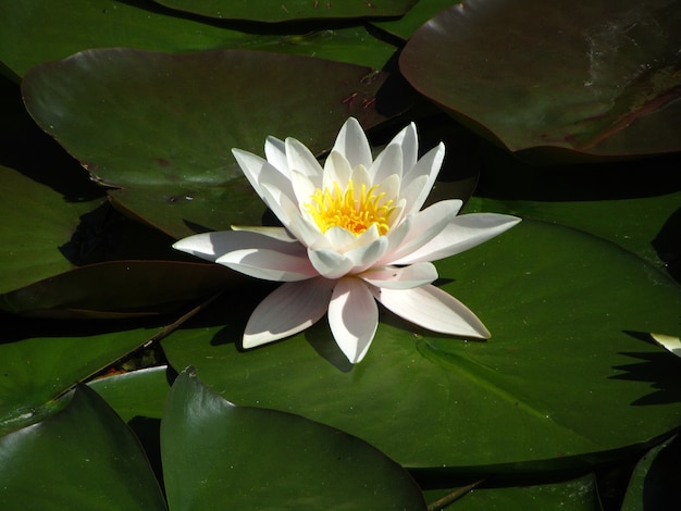 Pianta e fiore di ninfea che galleggiano sull'acqua