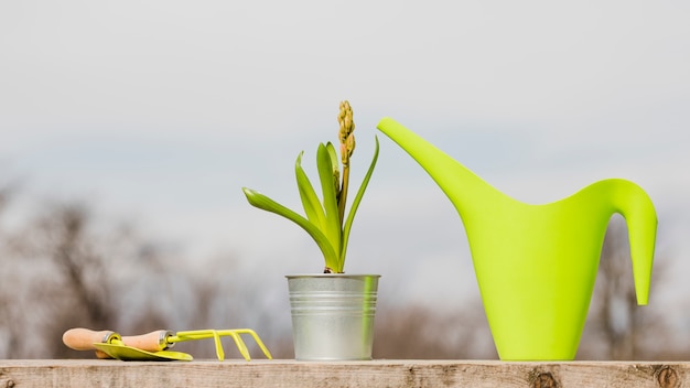 Pianta e giardino still life