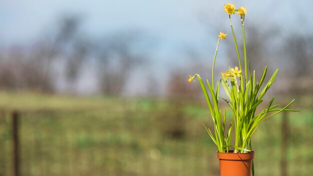 Pianta e giardino still life