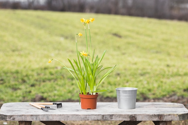 Pianta e giardino still life