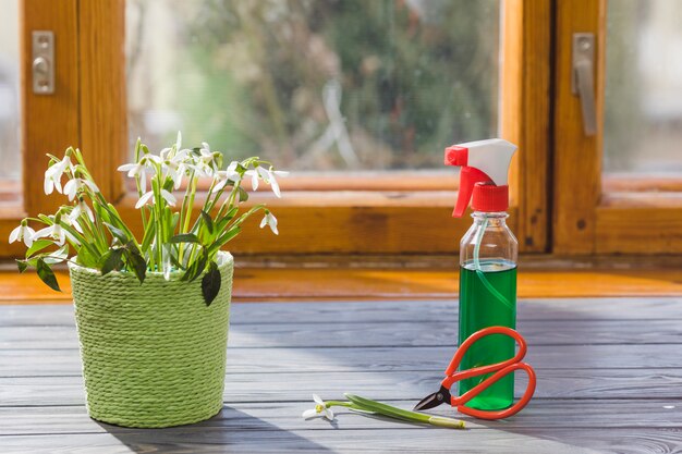 Pianta e giardino still life