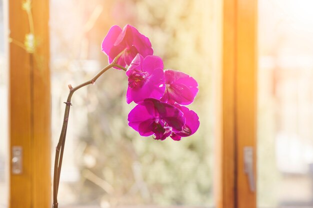 Pianta e giardino still life