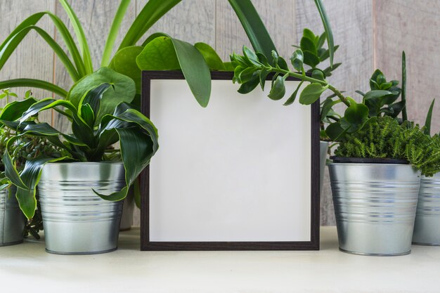 Pianta in vaso d&#39;argento decorata con cornice bianca