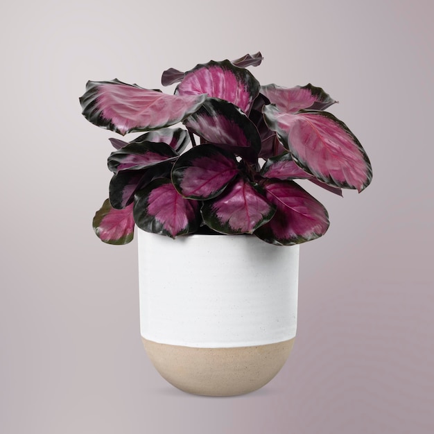 Pianta rosa in vaso bianco