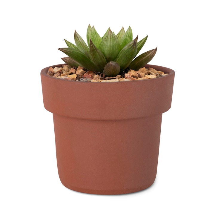 Foto gratuito pianta succulenta in un simpatico vaso rosa
