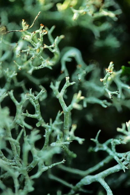 Pianta verde del primo piano