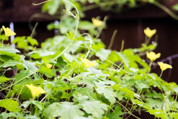 Pianta zucca amara arrampicata sul traliccio