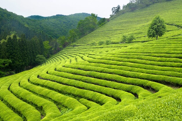 Piantagione di tè in Corea del Sud (i cespugli verde brillante sono per il tè verde).