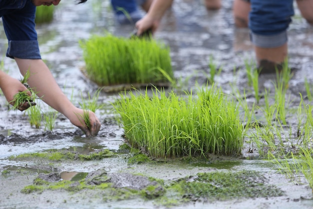 Piantando sul terreno coltivabile organico del riso