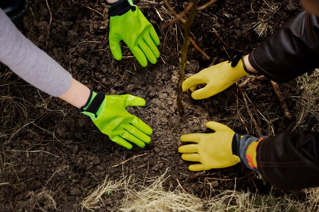 Piantare alberi come parte del processo di riforestazione