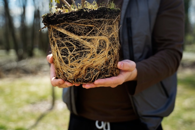 Piantare alberi come parte del processo di riforestazione