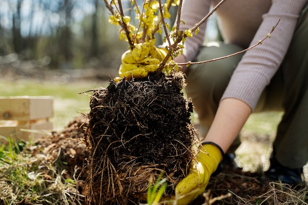 Piantare alberi come parte del processo di riforestazione