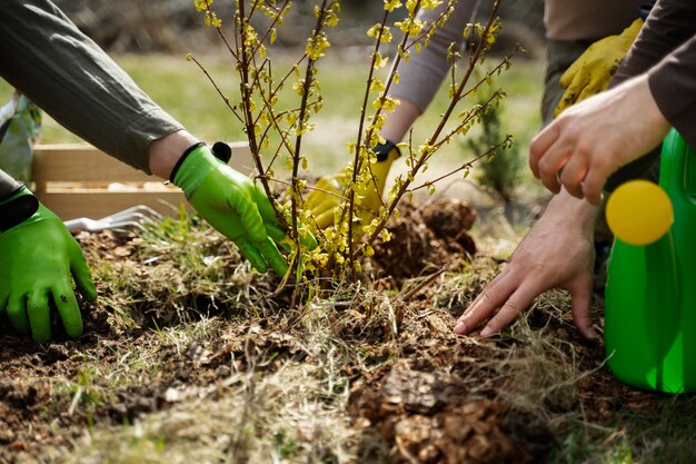 Piantare alberi come parte del processo di riforestazione